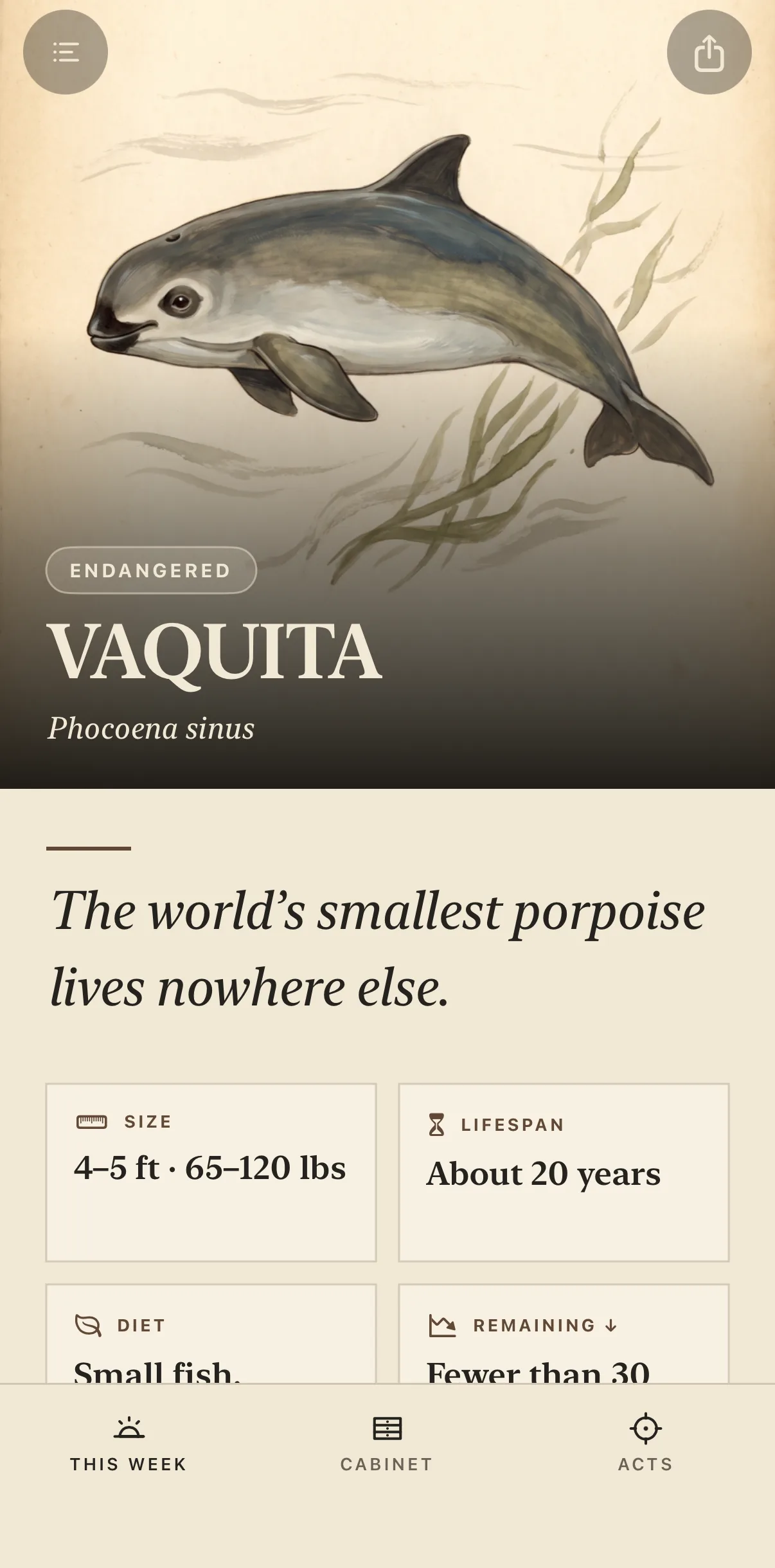 La app Witness mostrando la ficha de esta semana: una vaquita marina ilustrada con su estado, su nombre y los primeros datos.