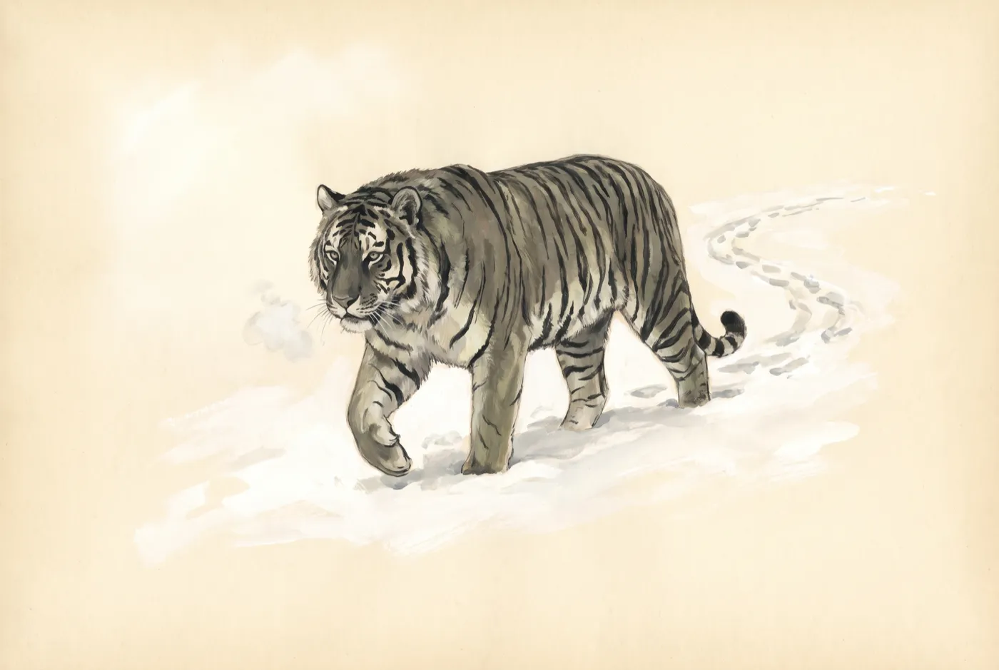 The Amur Tiger observed in the field, an original illustration