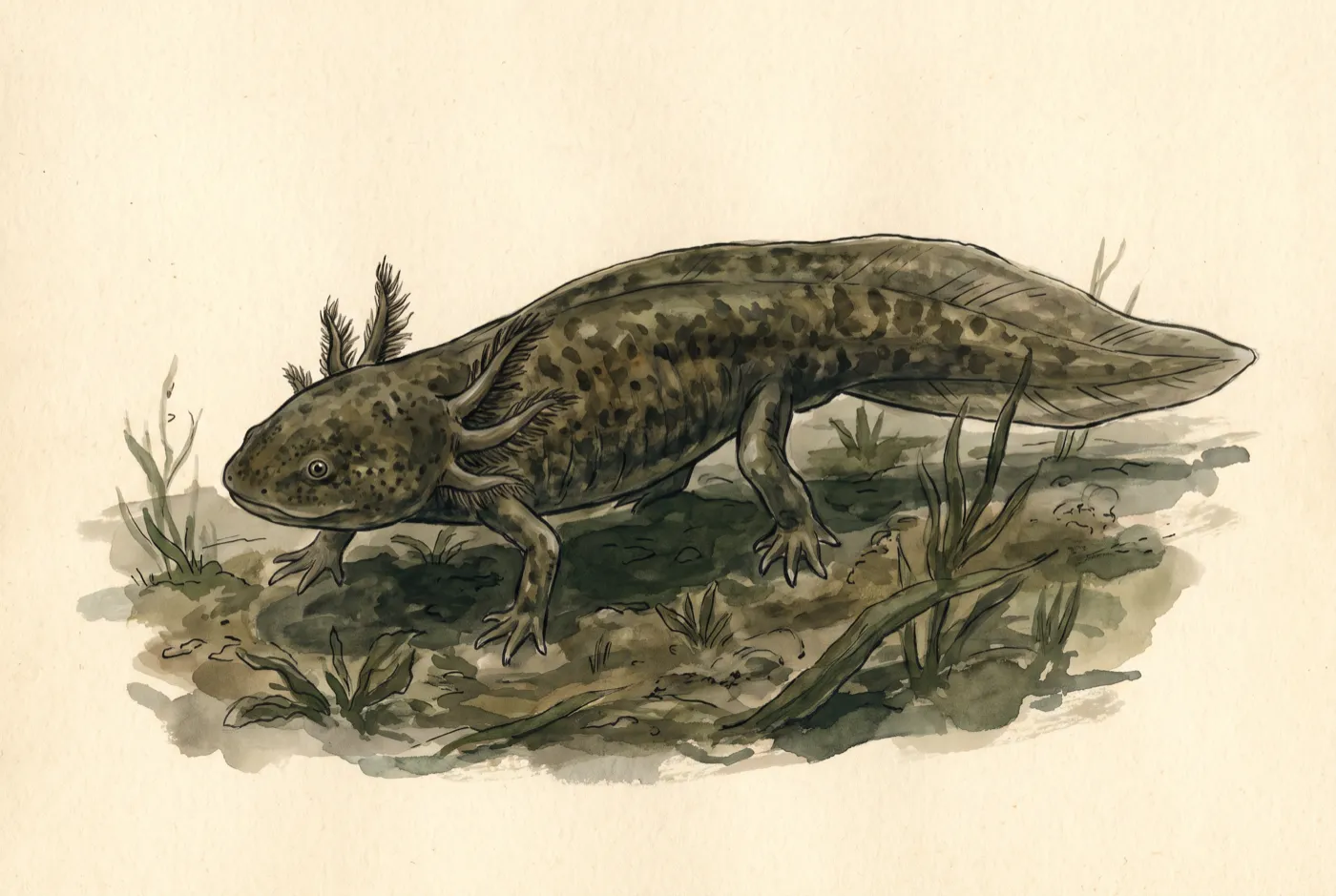 The Axolotl observed in the field, an original illustration