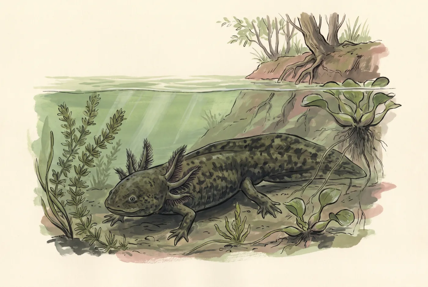 The Axolotl in its habitat, an original illustration