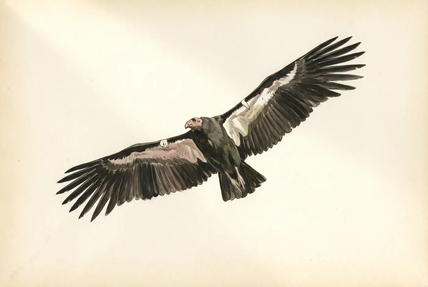 The California Condor observed in the field, an original illustration