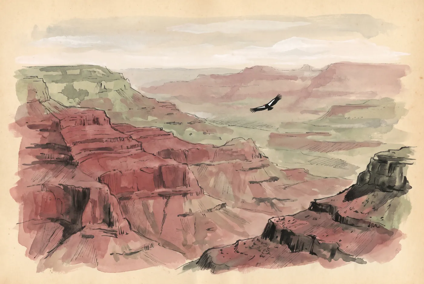 The California Condor in its habitat, an original illustration