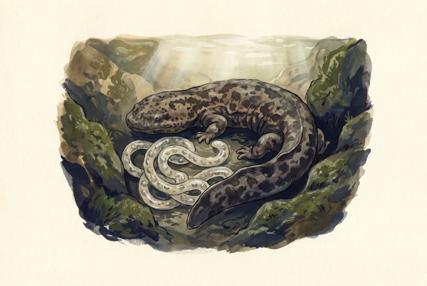 The Chinese Giant Salamander observed in the field, an original illustration