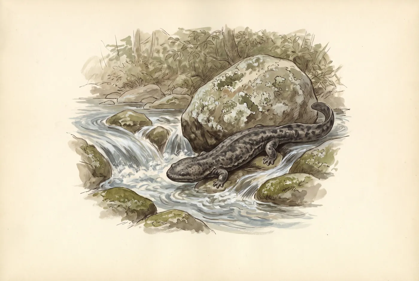 The Chinese Giant Salamander in its habitat, an original illustration