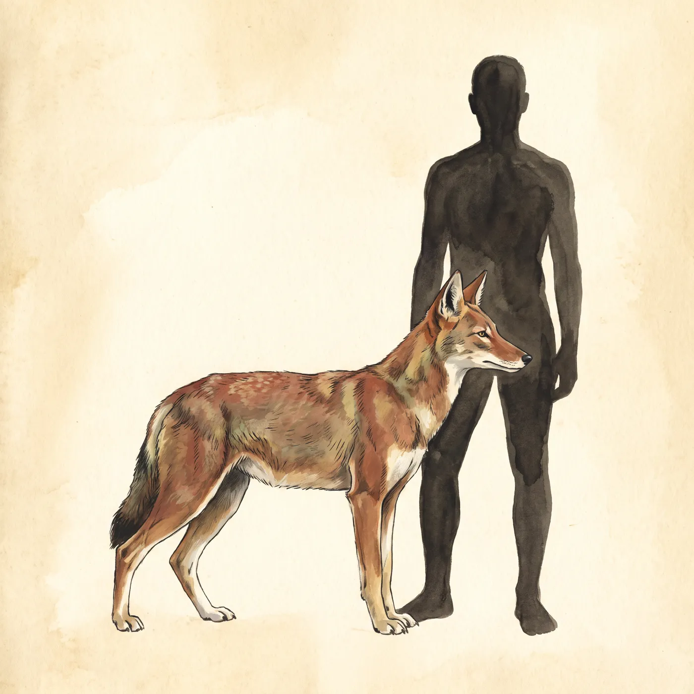 The Ethiopian Wolf drawn to scale beside a human figure