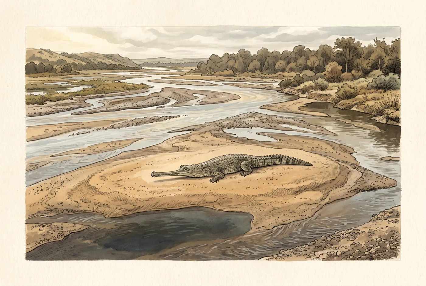 The Gharial in its habitat, an original illustration