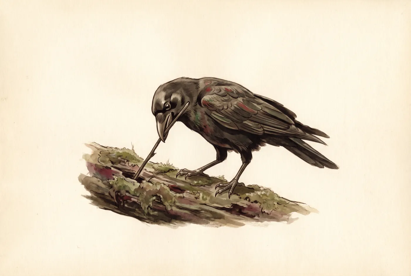 The Hawaiian Crow observed in the field, an original illustration