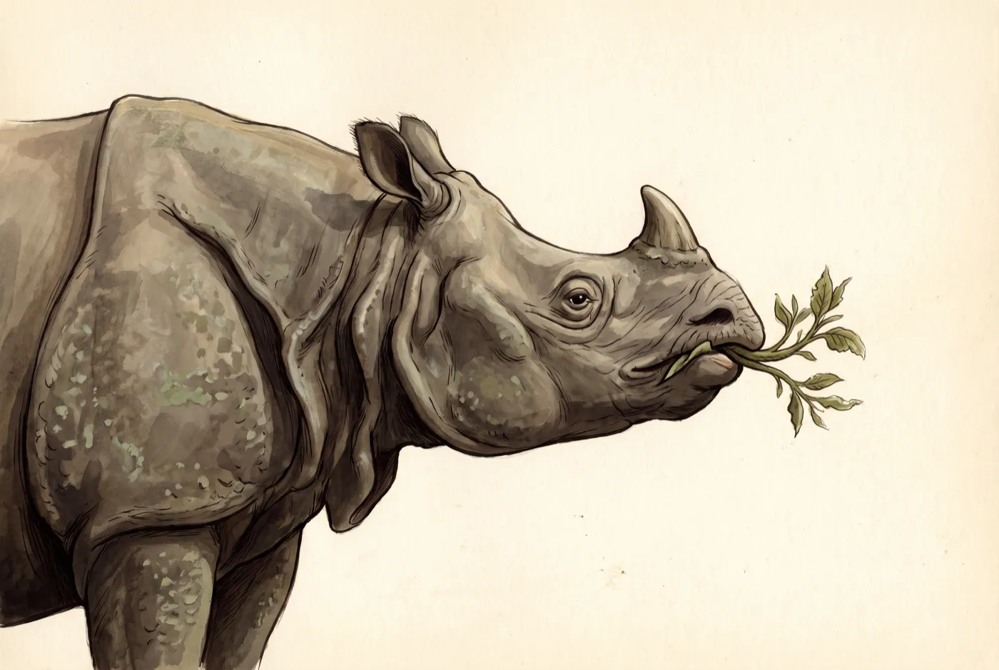 The Javan Rhino observed in the field, an original illustration