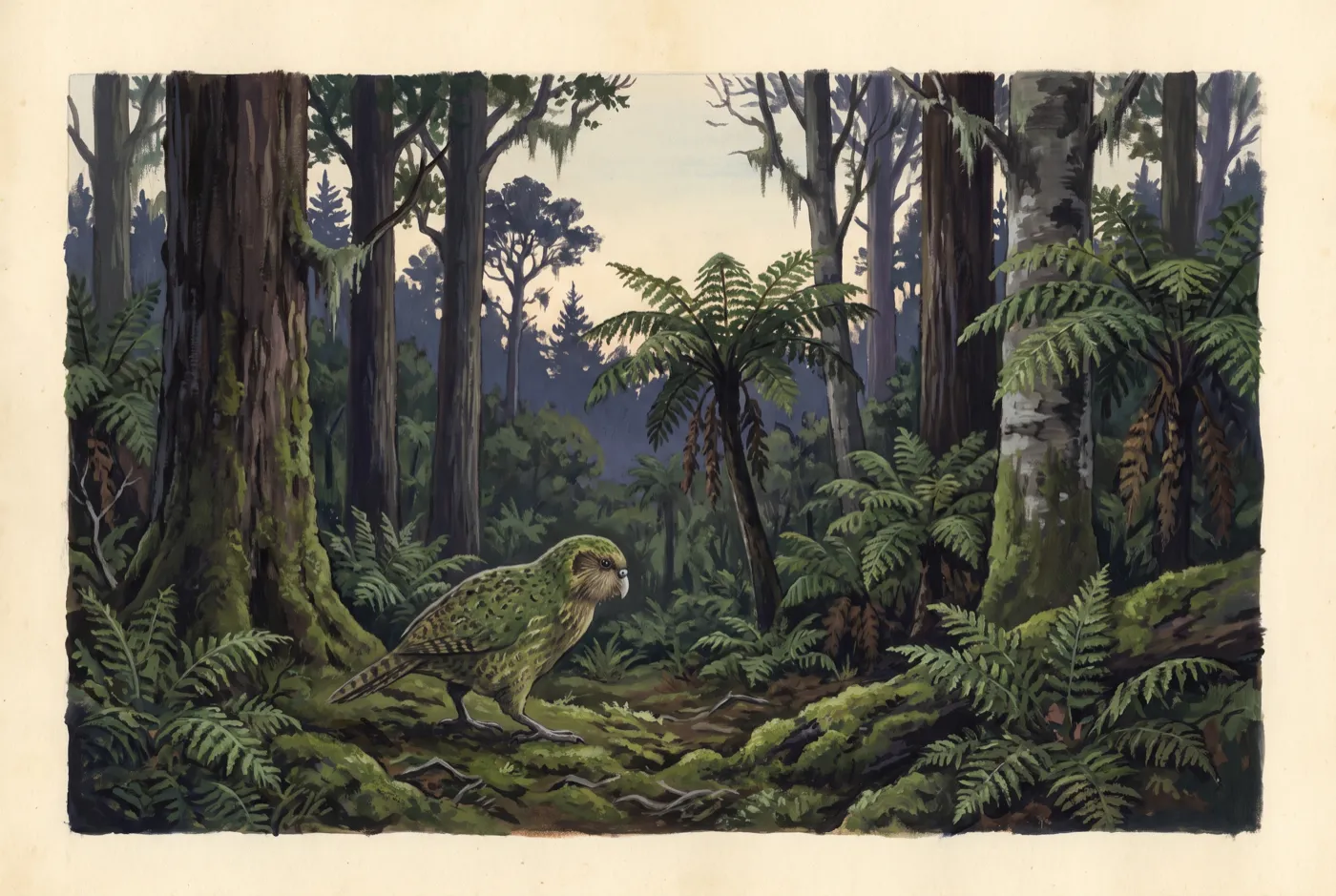 The Kākāpō in its habitat, an original illustration