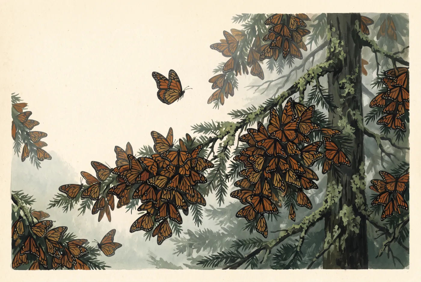 The Monarch Butterfly observed in the field, an original illustration