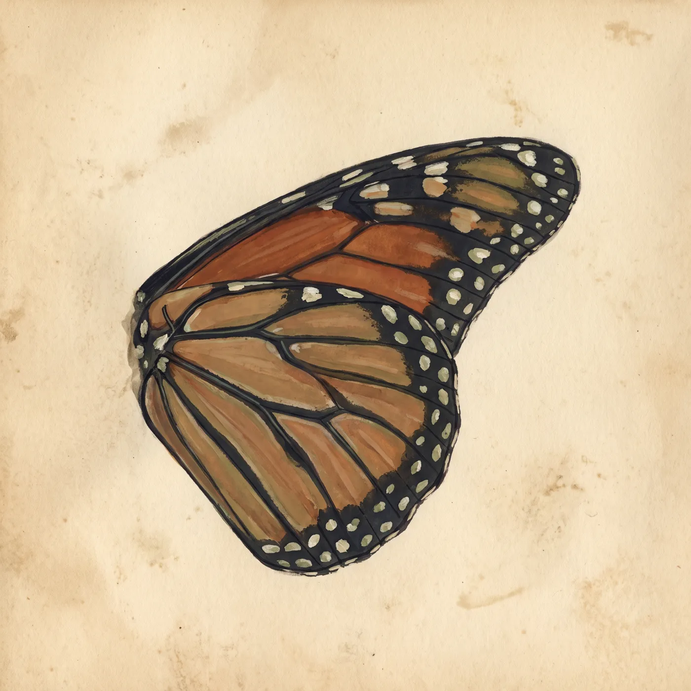 Field study of the Monarch Butterfly, an original illustration