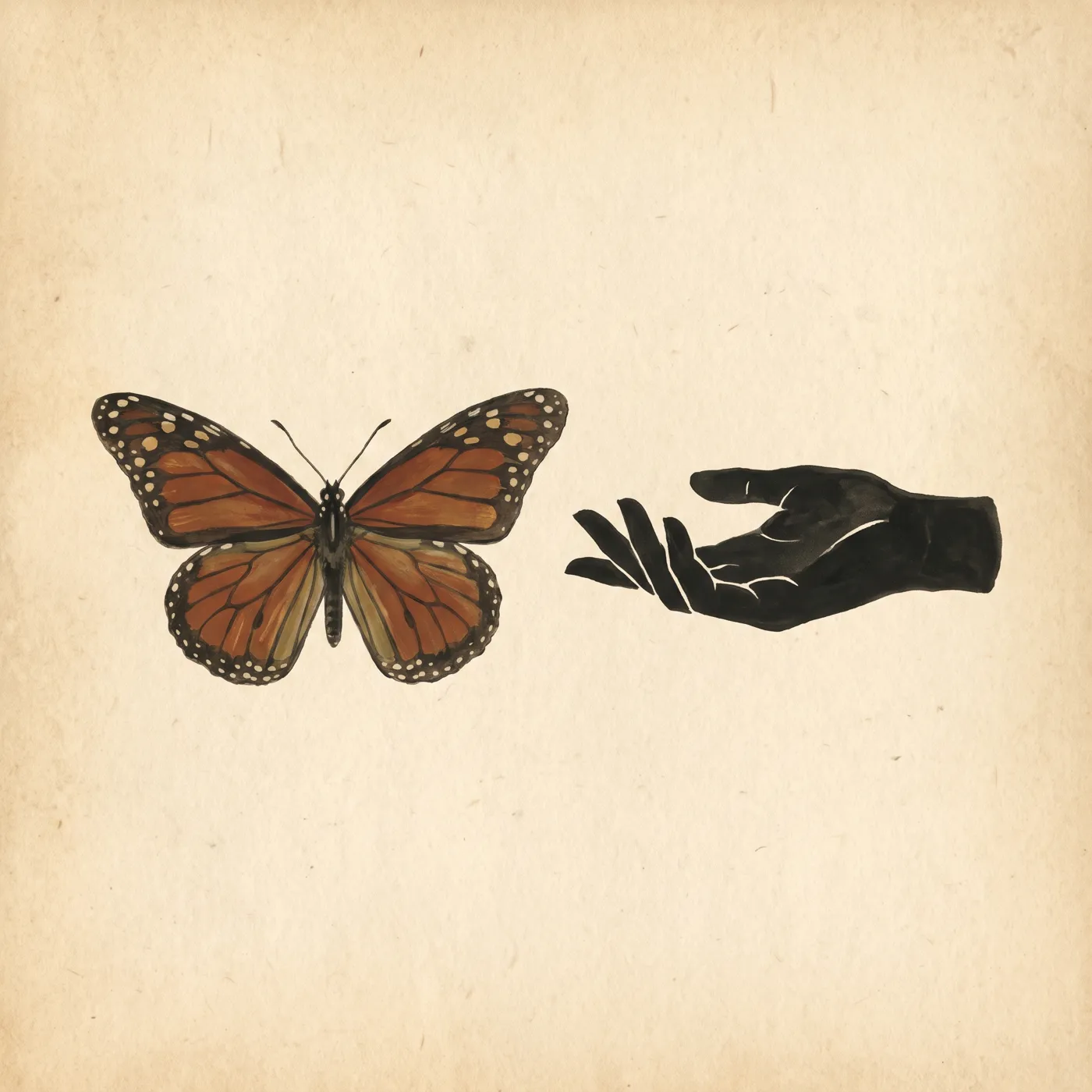 The Monarch Butterfly drawn to scale beside a human figure