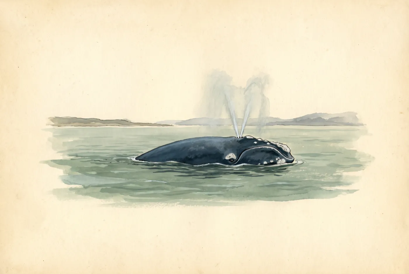 The North Atlantic Right Whale in its habitat, an original illustration