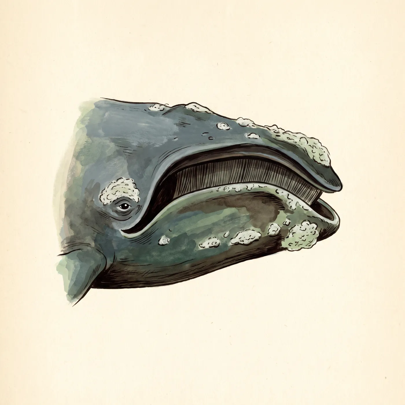 Field study of the North Atlantic Right Whale, an original illustration