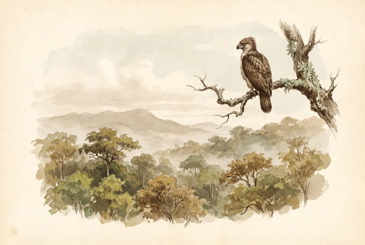 The Philippine Eagle in its habitat, an original illustration