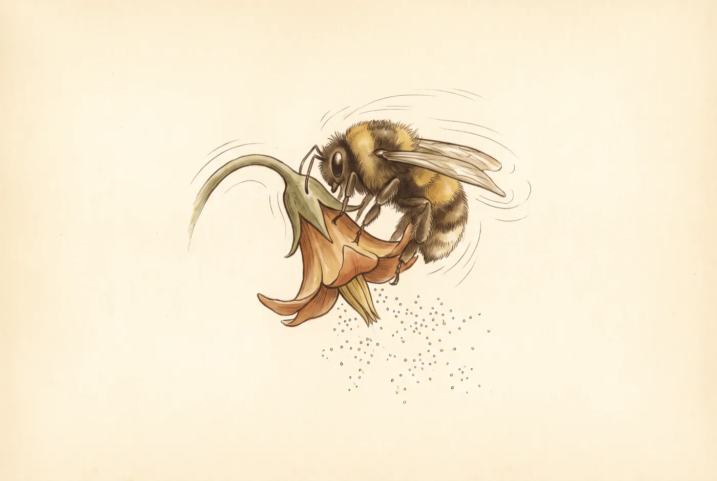 The Rusty Patched Bumble Bee observed in the field, an original illustration