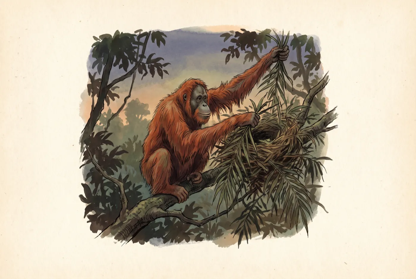 The Sumatran Orangutan observed in the field, an original illustration