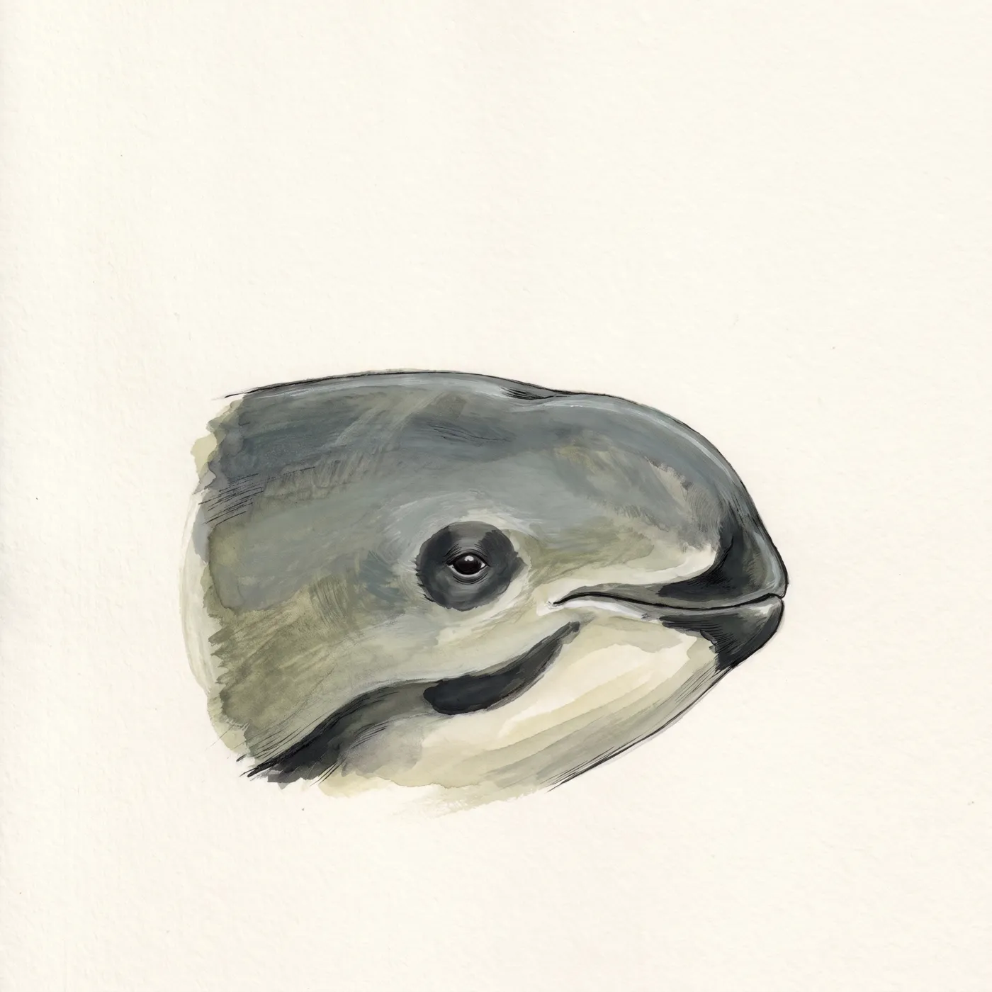 Field study of the Vaquita, an original illustration
