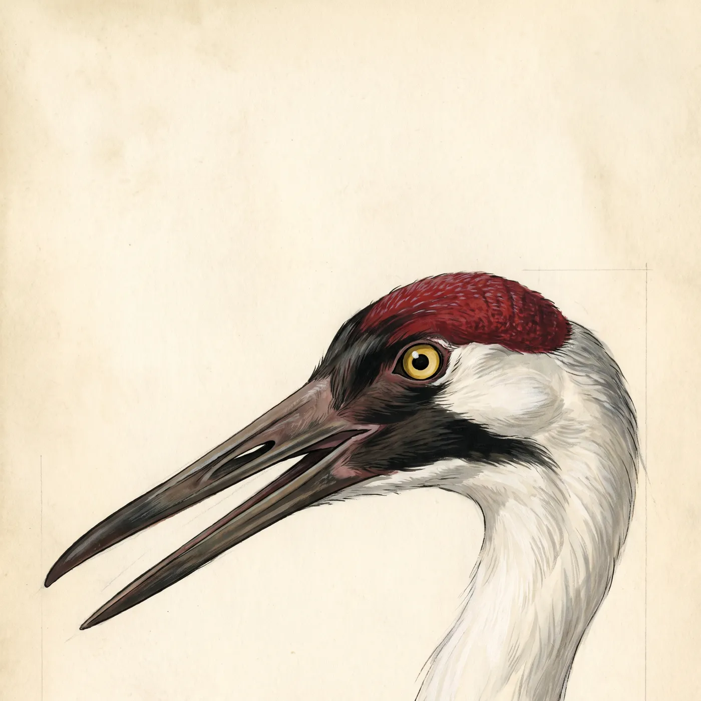 Field study of the Whooping Crane, an original illustration