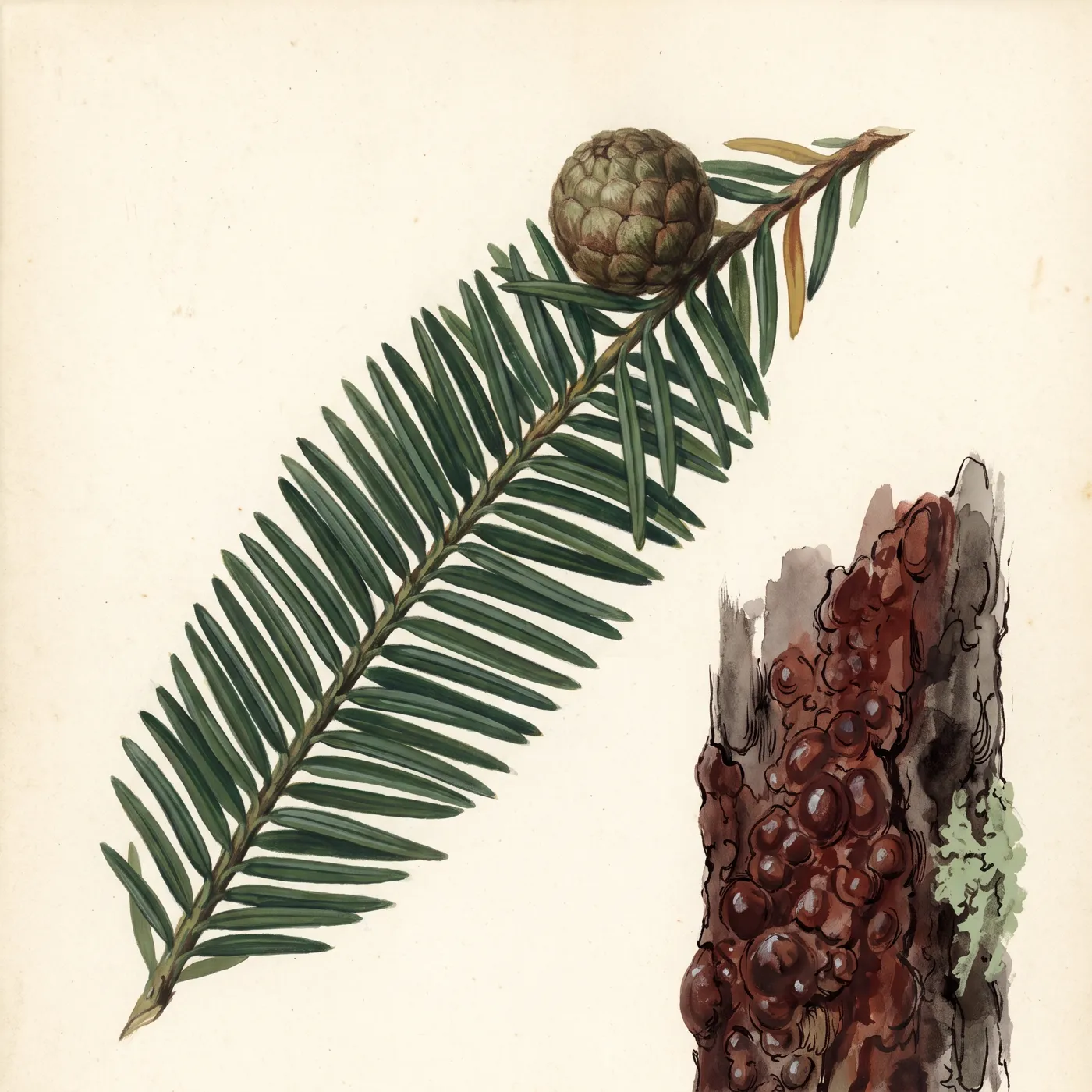 Field study of the Wollemi Pine, an original illustration