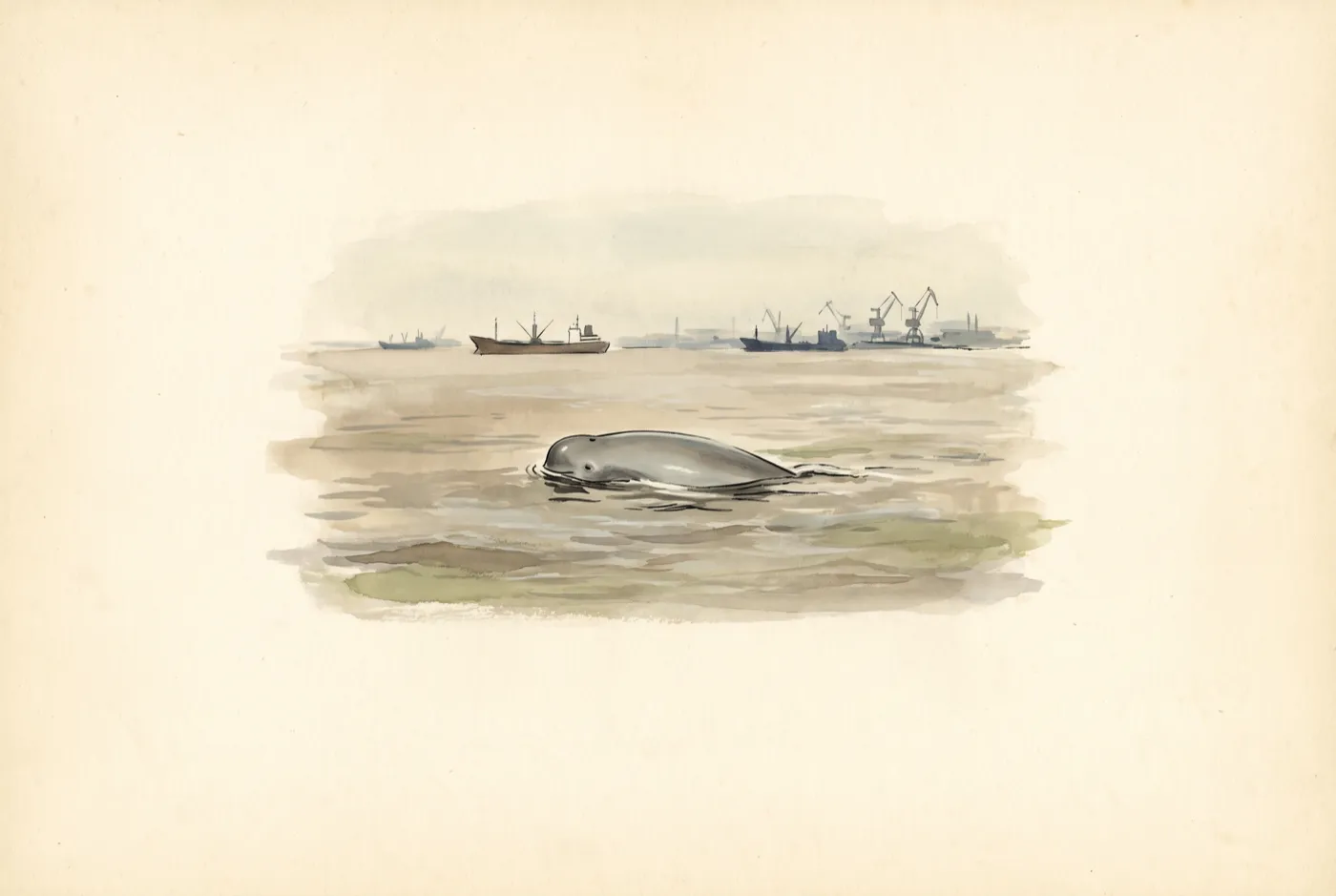 The Yangtze Finless Porpoise in its habitat, an original illustration